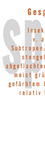 Gespenstschrecken (Gespenstheuschrecken, Phasmida), Ordnung etwa 5-35 cm langer Insekten mit rd. 2 000 Arten, v. a. in den Tropen und Subtropen; mit schlankem, stengelartigem bis abgeflachtem, blattartigem, meist grün oder braun gefärbtem Körper mit relativ kleinem Kopf; häufig flügellos.