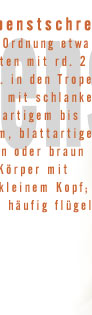 Gespenstschrecken (Gespenstheuschrecken, Phasmida), Ordnung etwa 5-35 cm langer Insekten mit rd. 2 000 Arten, v. a. in den Tropen und Subtropen; mit schlankem, stengelartigem bis abgeflachtem, blattartigem, meist grün oder braun gefärbtem Körper mit relativ kleinem Kopf; häufig flügellos.