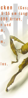 Gespenstschrecken (Gespenstheuschrecken, Phasmida), Ordnung etwa 5-35 cm langer Insekten mit rd. 2 000 Arten, v. a. in den Tropen und Subtropen; mit schlankem, stengelartigem bis abgeflachtem, blattartigem, meist grün oder braun gefärbtem Körper mit relativ kleinem Kopf; häufig flügellos.