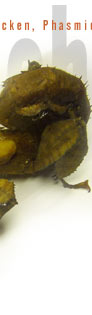 Gespenstschrecken (Gespenstheuschrecken, Phasmida), Ordnung etwa 5-35 cm langer Insekten mit rd. 2 000 Arten, v. a. in den Tropen und Subtropen; mit schlankem, stengelartigem bis abgeflachtem, blattartigem, meist grün oder braun gefärbtem Körper mit relativ kleinem Kopf; häufig flügellos.